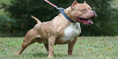 Pitbull Resimleri