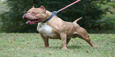 Pitbullar Neler Yapabilir